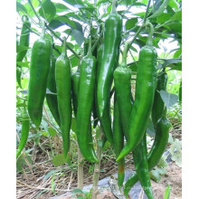 HP03 Sehui темно-зеленый гибрид F1 острый перец/перец чили семена семена овощных культур